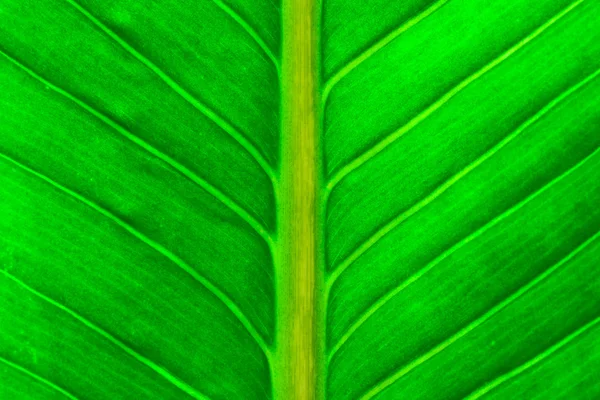 Свіжий зелений лист — стокове фото