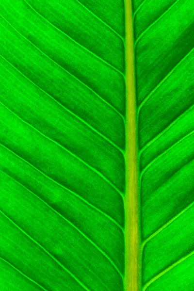 Fresh green leaf — Stock Photo, Image