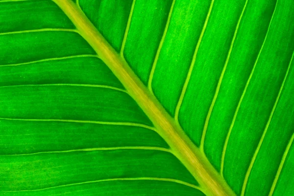 Fresh green leaf — Stock Photo, Image