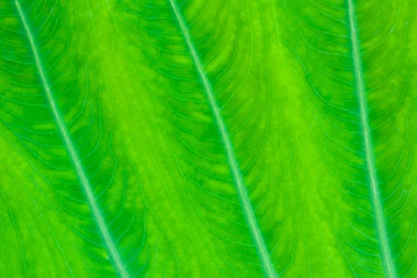 Folha verde fresca — Fotografia de Stock