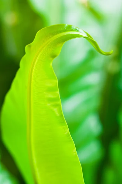 Frisches grünes Blatt — Stockfoto