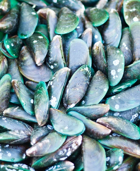 Yeni Zelanda Yeşil dudak midye