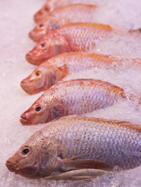 Red snapper balıklar