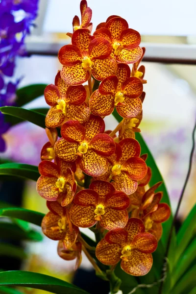 Hermosa flor de orquídea —  Fotos de Stock