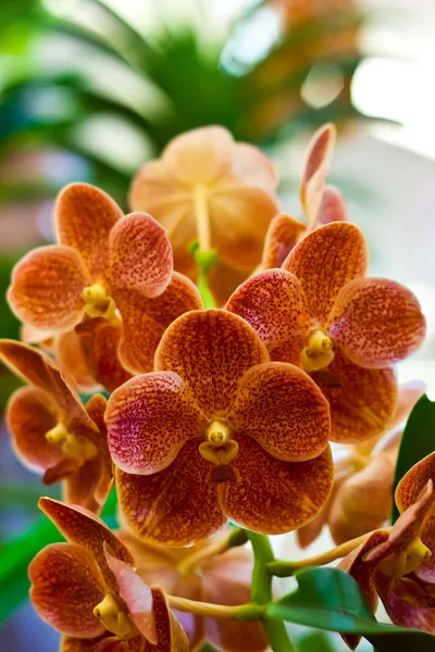 Гарний квітка орхідеї — стокове фото