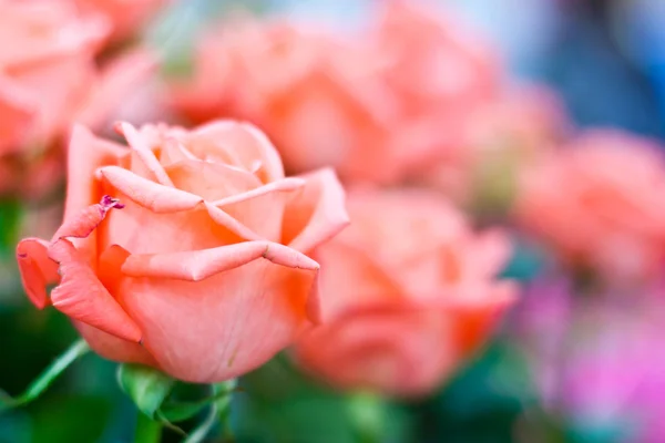 Güzel pembe gül çiçeği — Stok fotoğraf