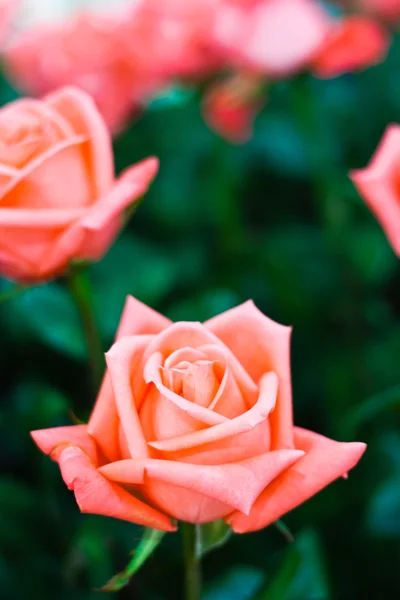 Vacker rosa ros blomma — Stockfoto