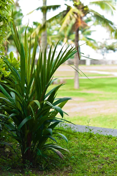 Green bush — Stock Photo, Image