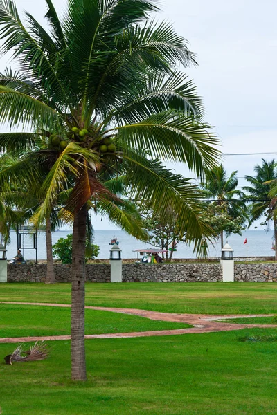 Coconut tree — Stock Photo, Image