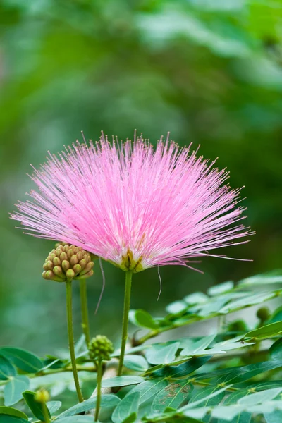 Pembe çiçek, yağmur ağaç — Stok fotoğraf