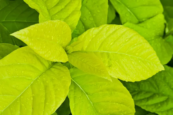 Κίτρινο και πράσινο φύλλα — Φωτογραφία Αρχείου