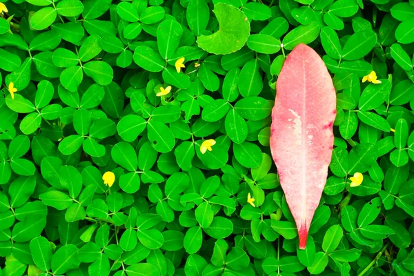 Pink levél zöld levelek trópusi — Stock Fotó