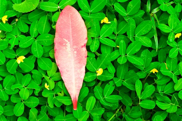 A pink leaf on green leaves tropical — Stock Photo, Image