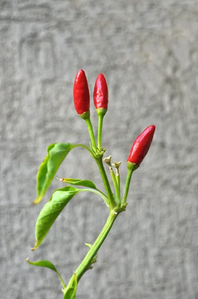 Red hot chili pepper plant — Stock Photo, Image