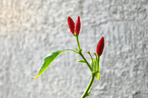 Red hot chili pepper plant — Stock Photo, Image