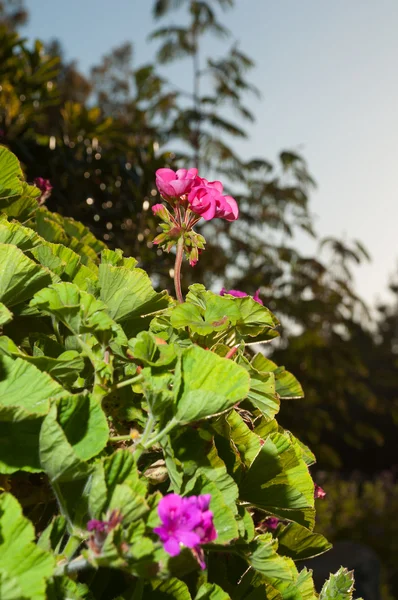 Pembe sardunya çiçekleri — Stok fotoğraf
