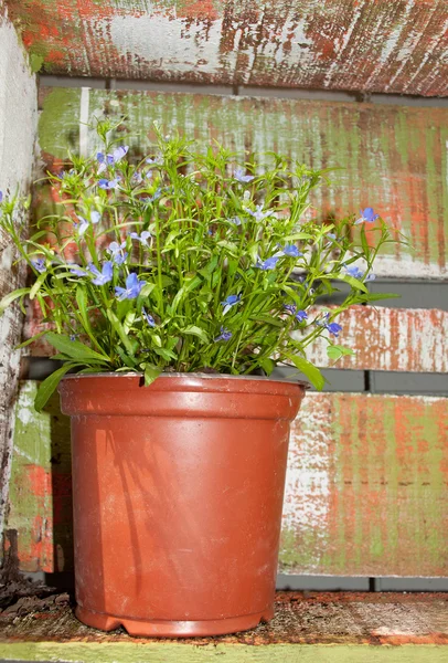 Flowers in a wooden box — Stock Photo, Image