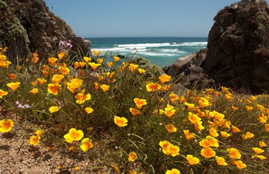 Tunquen beach