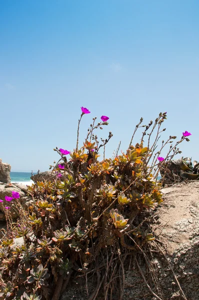 Tunquen beach — Stock Photo, Image