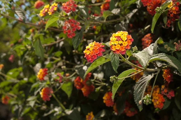 Lantana compacta — Stock Photo, Image