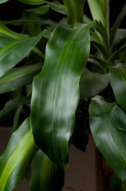 Dracaena fragrans