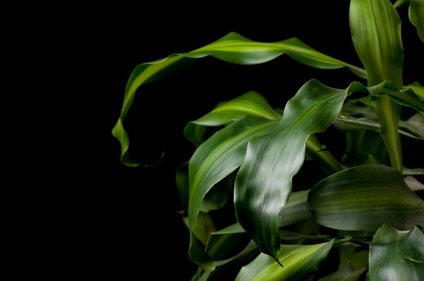 dracaena fragrans
