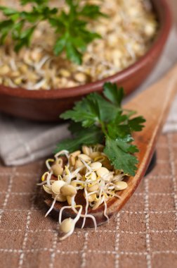 Mercimek lahanası