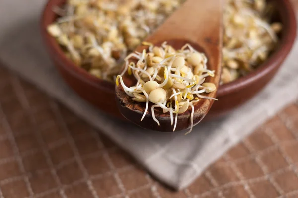 Lentil sprouts — Stock Photo, Image