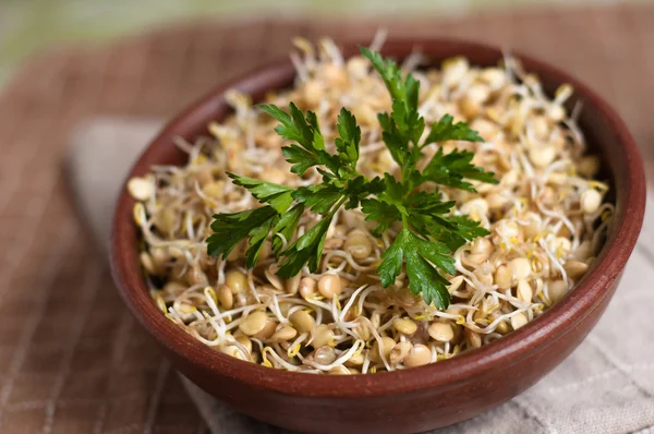 Lentil sprouts — Stock Photo, Image