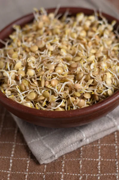 Lentil sprouts — Stock Photo, Image