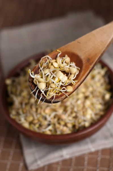 Lentil sprouts — Stock Photo, Image