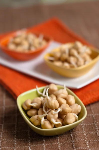 Chickpea sprouts — Stock Photo, Image