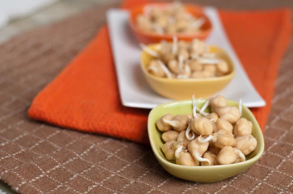 Chickpea sprouts — Stock Photo, Image