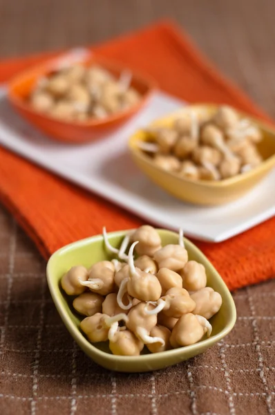 Chickpea sprouts — Stock Photo, Image