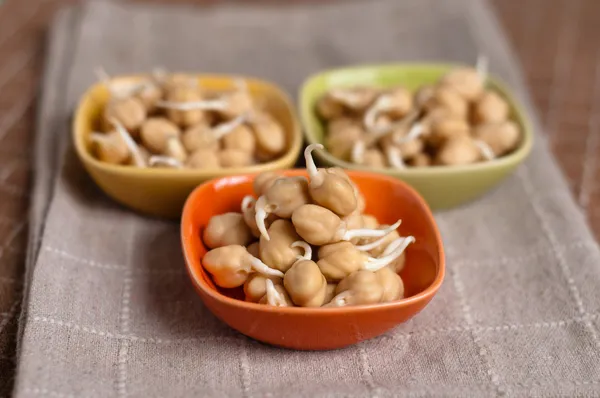 Chickpea sprouts — Stock Photo, Image