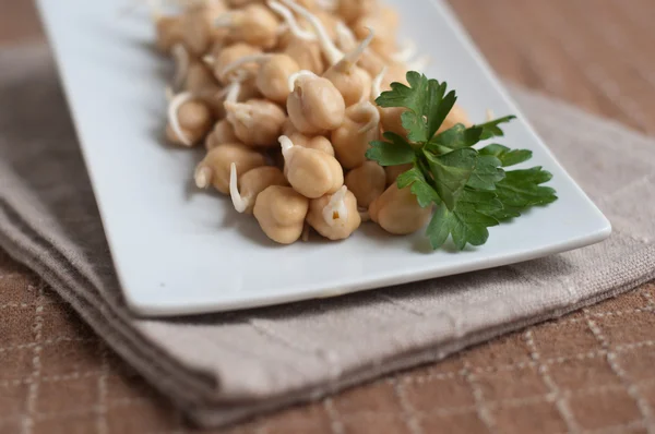 Chickpea sprouts — Stock Photo, Image