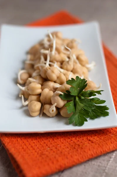 Chickpea sprouts — Stock Photo, Image