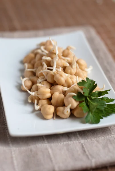 Chickpea sprouts — Stock Photo, Image