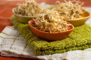 Mercimek sprouds