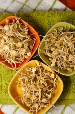 Mercimek sprouds