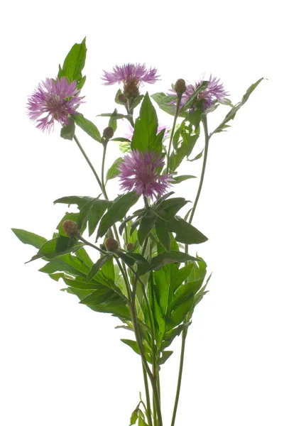 Knapweed rét. — Stock Fotó