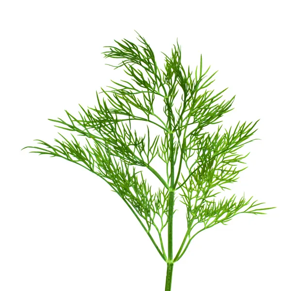 Sprig of dill. — Stock Photo, Image