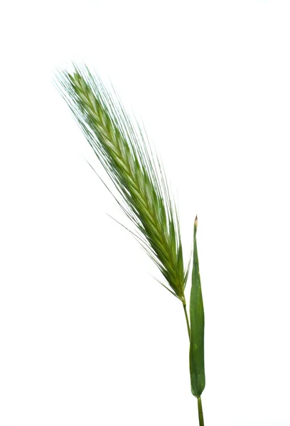 The ear of wheat. — Stock Photo, Image