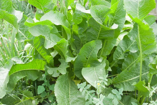 Hojas de rábano verde — Foto de Stock