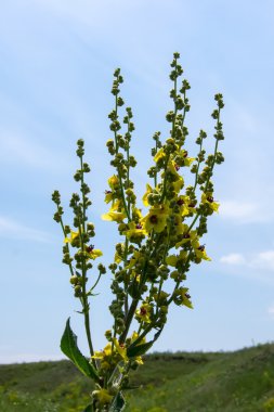 sığırkuyruğu veya ayı kulağı.