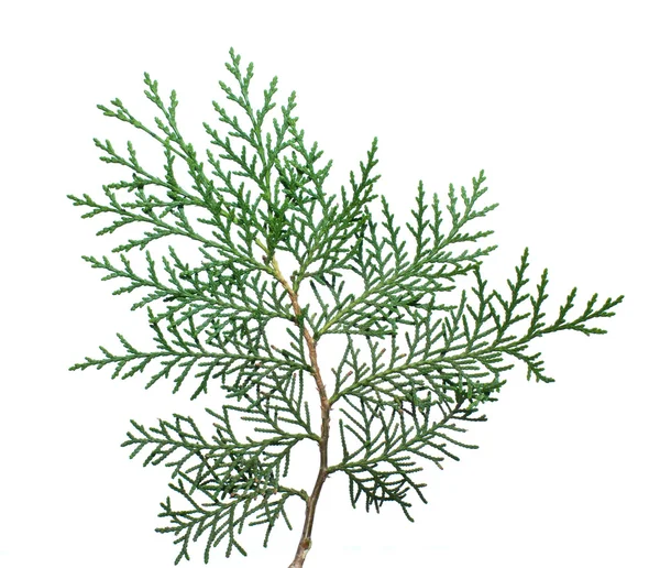 Thuja de árvore de galho. — Fotografia de Stock