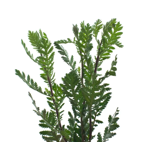 Branches of a tansy. — Stock Photo, Image