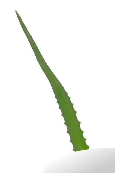 Aloe-Blatt. — Stockfoto