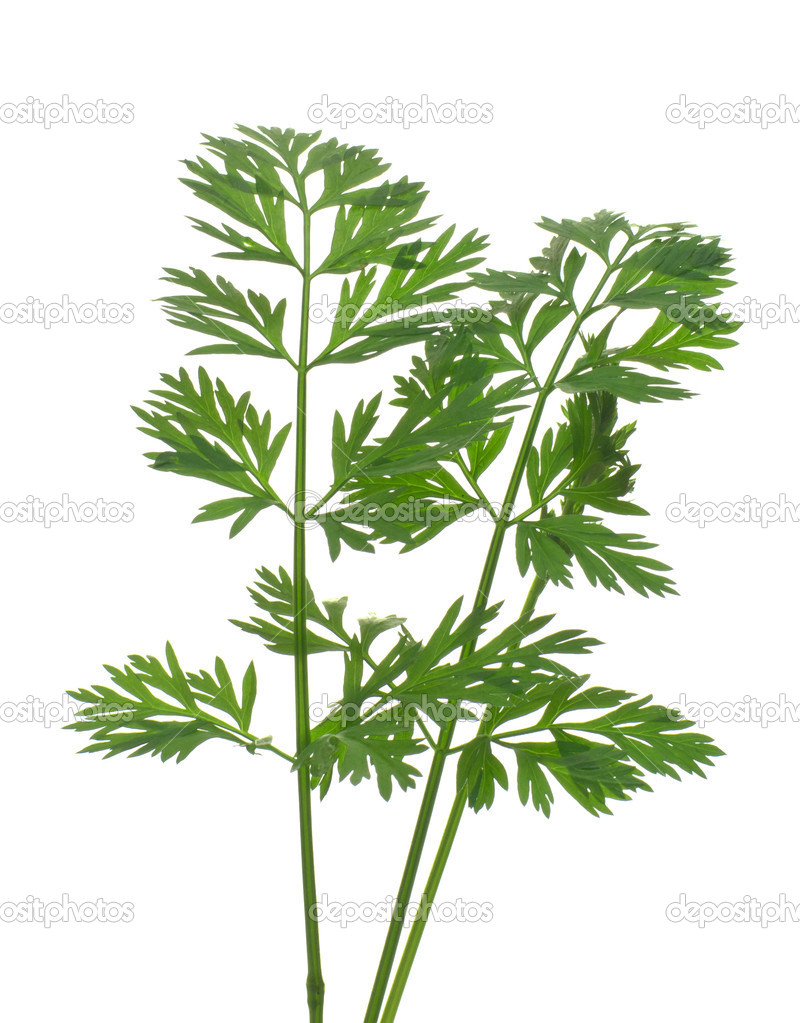 Carrot leaves. — Stock Photo © yur1956 13630825