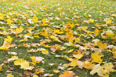 akçaağaç yaprakları çim.